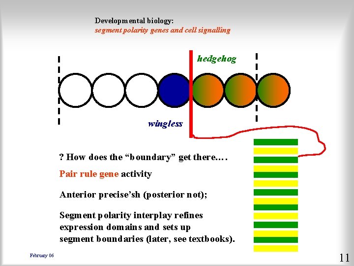 Developmental biology: segment polarity genes and cell signalling hedgehog wingless ? How does the