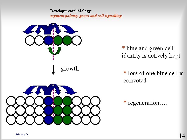 Developmental biology: segment polarity genes and cell signalling * blue and green cell identity