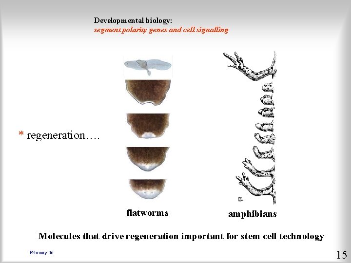 Developmental biology: segment polarity genes and cell signalling * regeneration…. flatworms amphibians Molecules that