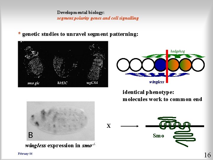 Developmental biology: segment polarity genes and cell signalling * genetic studies to unravel segment