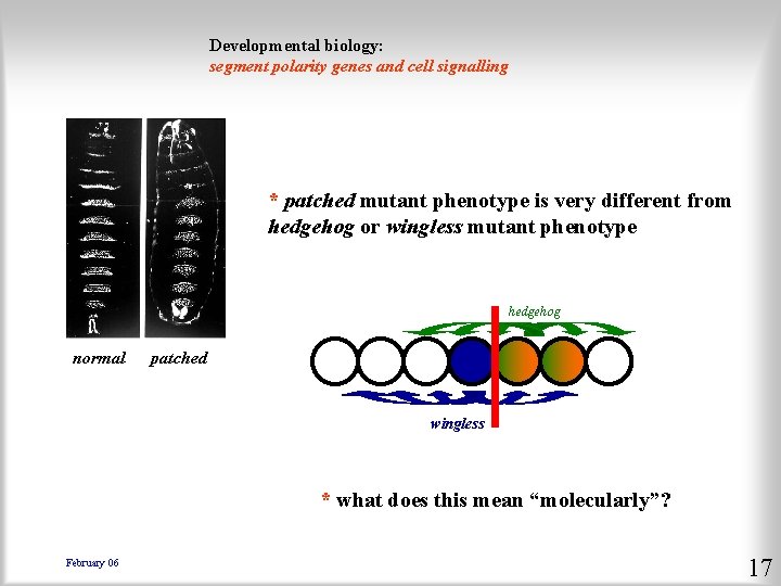 Developmental biology: segment polarity genes and cell signalling * patched mutant phenotype is very