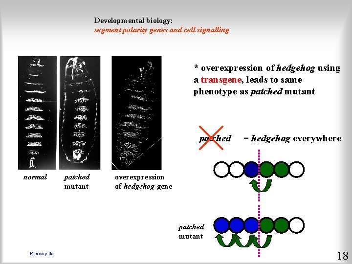 Developmental biology: segment polarity genes and cell signalling * overexpression of hedgehog using a