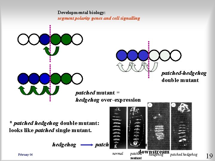 Developmental biology: segment polarity genes and cell signalling patched-hedgehog double mutant patched mutant =