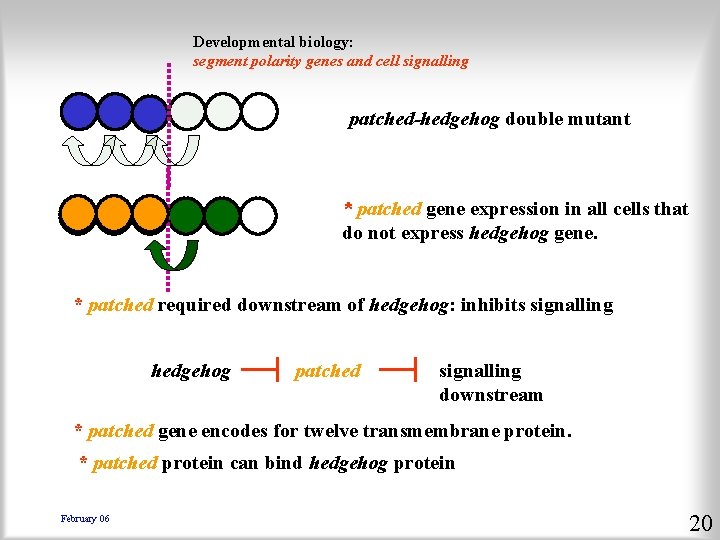 Developmental biology: segment polarity genes and cell signalling patched-hedgehog double mutant * patched gene