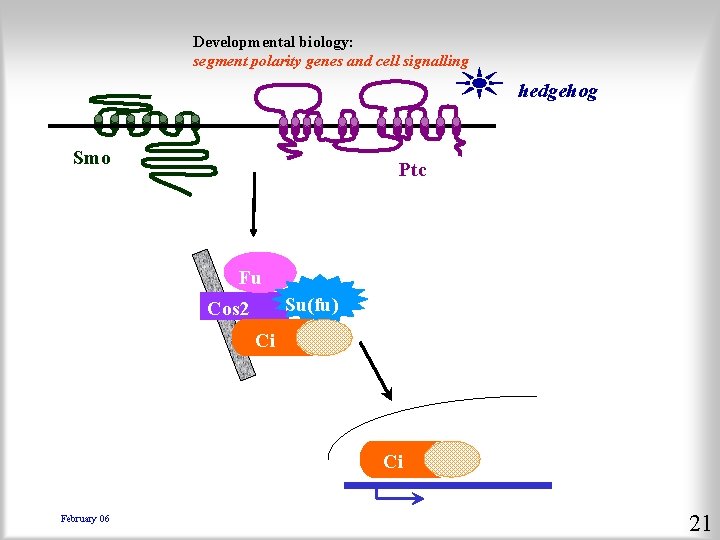 Developmental biology: segment polarity genes and cell signalling hedgehog Smo Ptc Fu Su(fu) Cos