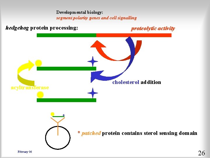 Developmental biology: segment polarity genes and cell signalling hedgehog protein processing: acyltransferase proteolytic activity