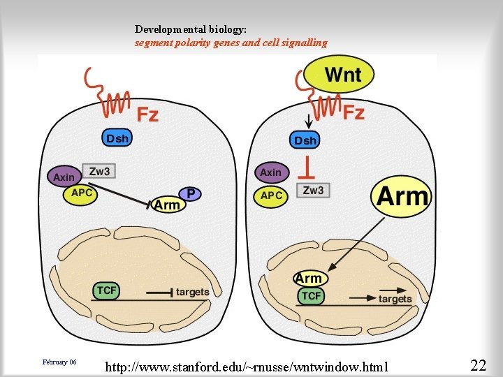 Developmental biology: segment polarity genes and cell signalling February 06 http: //www. stanford. edu/~rnusse/wntwindow.