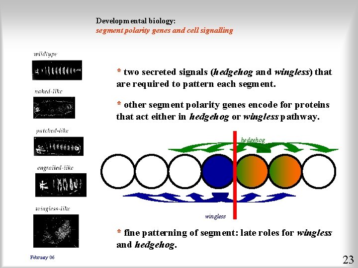 Developmental biology: segment polarity genes and cell signalling * two secreted signals (hedgehog and