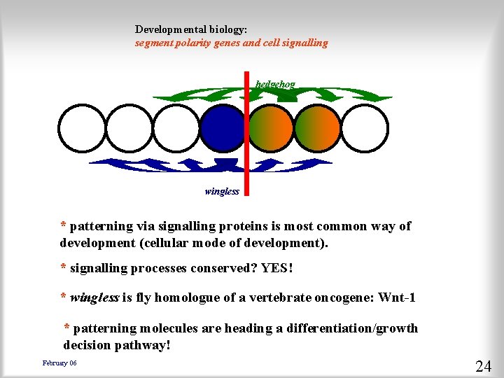 Developmental biology: segment polarity genes and cell signalling hedgehog wingless * patterning via signalling