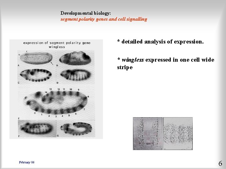 Developmental biology: segment polarity genes and cell signalling * detailed analysis of expression. *