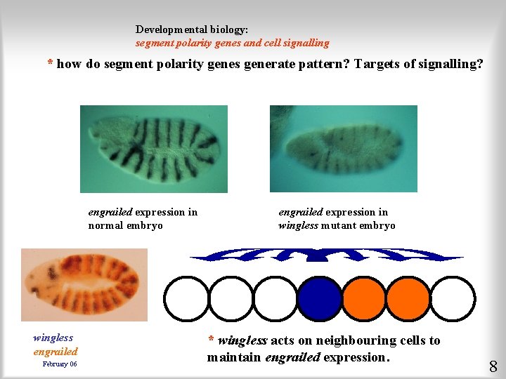Developmental biology: segment polarity genes and cell signalling * how do segment polarity genes
