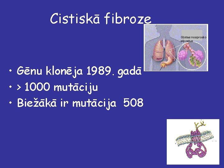 Cistiskā fibroze Gļotas nosprosto elpceļus • Gēnu klonēja 1989. gadā • > 1000 mutāciju