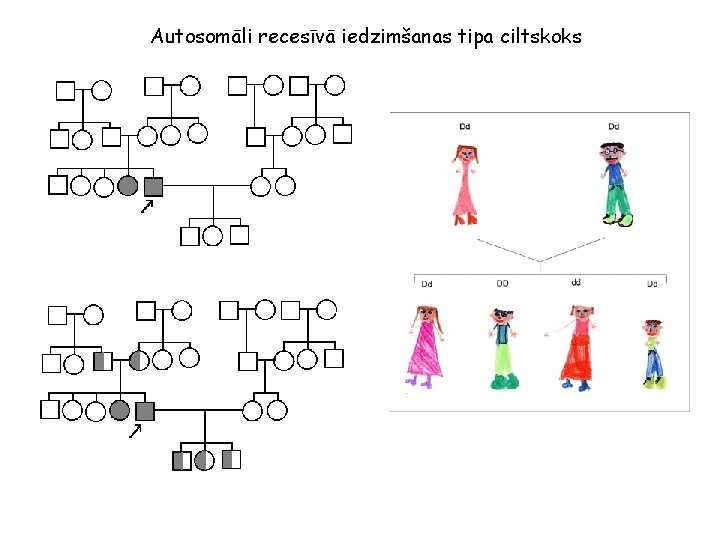 Autosomāli recesīvā iedzimšanas tipa ciltskoks 