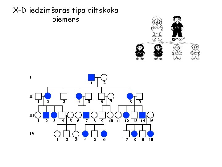 X-D iedzimšanas tipa ciltskoka piemērs 