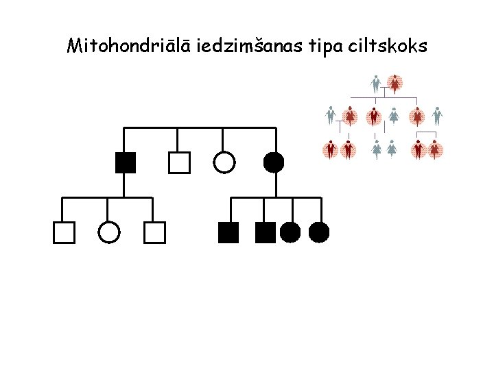 Mitohondriālā iedzimšanas tipa ciltskoks 