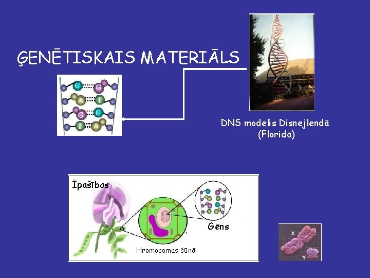 ĢENĒTISKAIS MATERIĀLS DNS modelis Disnejlendā (Floridā) Īpašības Gēns Hromosomas šūnā 