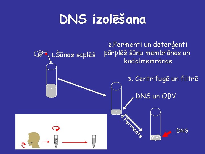 DNS izolēšana F S 1. Šūnas 2. Fermenti saplēš un deterģenti pārplēš šūnu membrānas