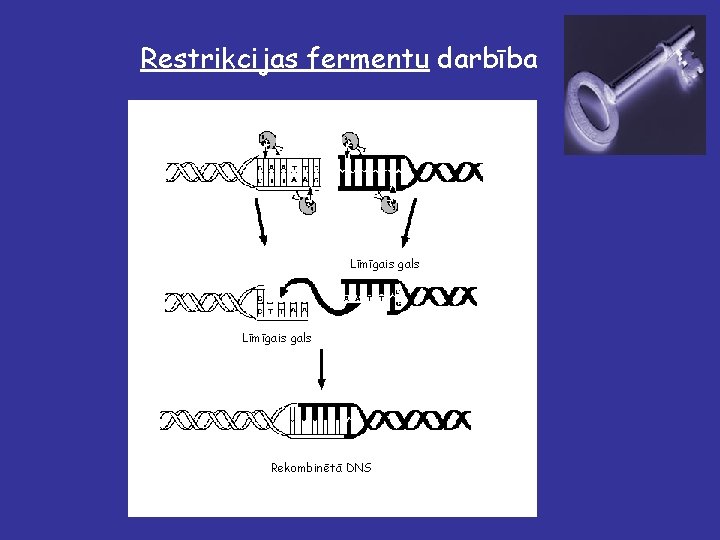 Restrikcijas fermentu darbība Līmīgais gals Rekombinētā DNS 