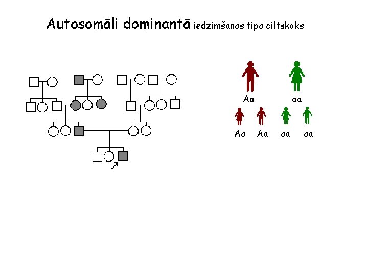 Autosomāli dominantā iedzimšanas tipa ciltskoks Aa Aa aa aa 