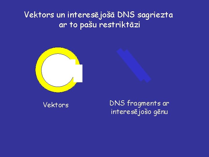 Vektors un interesējošā DNS sagriezta ar to pašu restriktāzi Vektors DNS fragments ar interesējošo