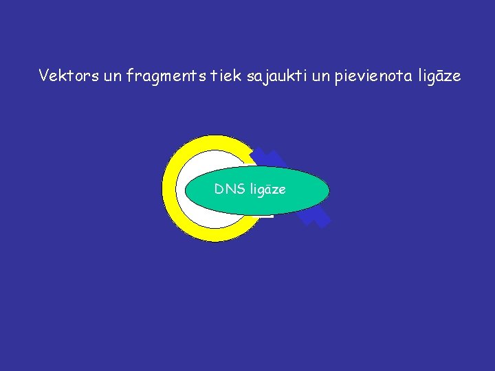 Vektors un fragments tiek sajaukti un pievienota ligāze DNS ligāze 