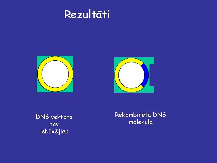 Rezultāti DNS vektorā nav iebūvējies Rekombinētā DNS molekula 