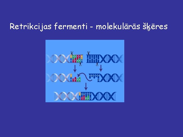 Retrikcijas fermenti - molekulārās šķēres 