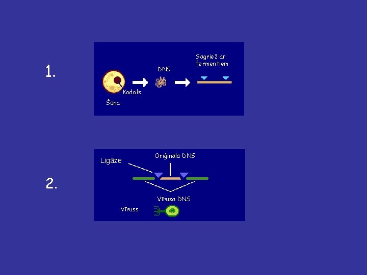 1. DNS Kodols Šūna Ligāze Oriģinālā DNS 2. Vīrusa DNS Vīruss Sagriež ar fermentiem