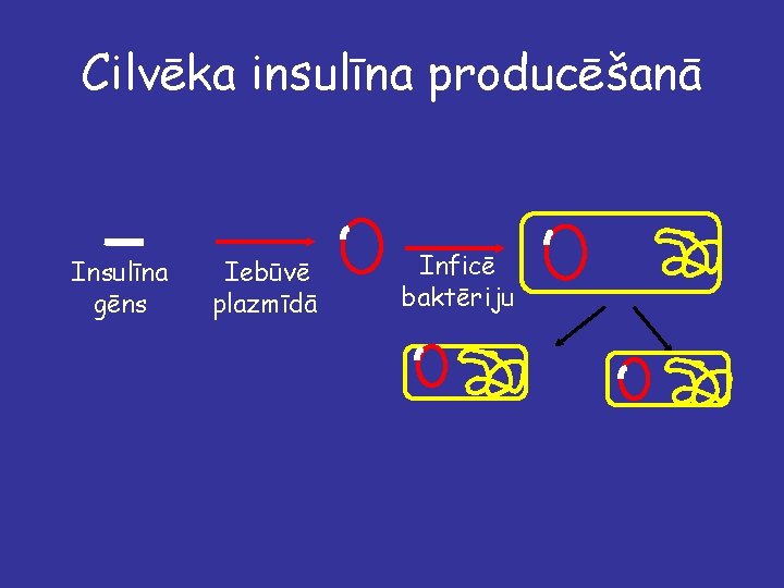 Cilvēka insulīna producēšanā Insulīna gēns Iebūvē plazmīdā Inficē baktēriju 