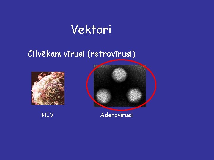 Vektori Cilvēkam vīrusi (retrovīrusi) HIV Adenovīrusi 