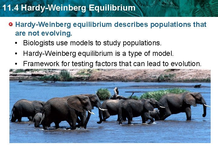 11. 4 Hardy-Weinberg Equilibrium Hardy-Weinberg equilibrium describes populations that are not evolving. • Biologists