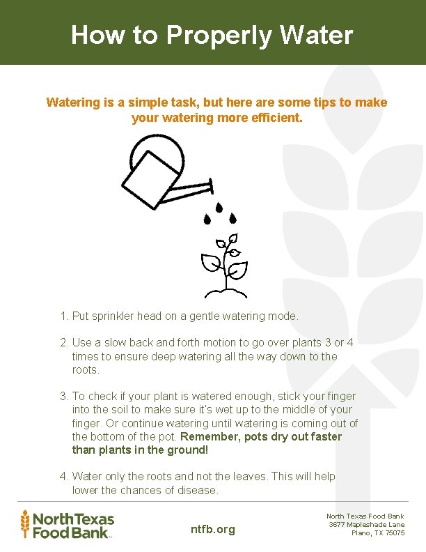 How to Properly Watering is a simple task, but here are some tips to
