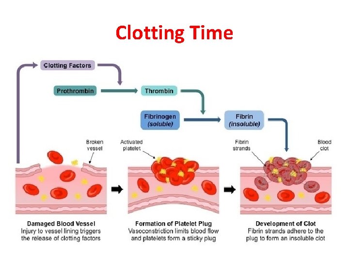 Clotting Time 