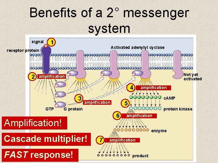 Benefits of a 2° messenger system signal 1 Activated adenylyl cyclase receptor protein 2
