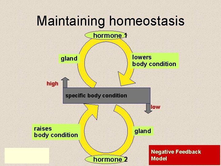 Maintaining homeostasis hormone 1 lowers body condition gland high specific body condition low raises