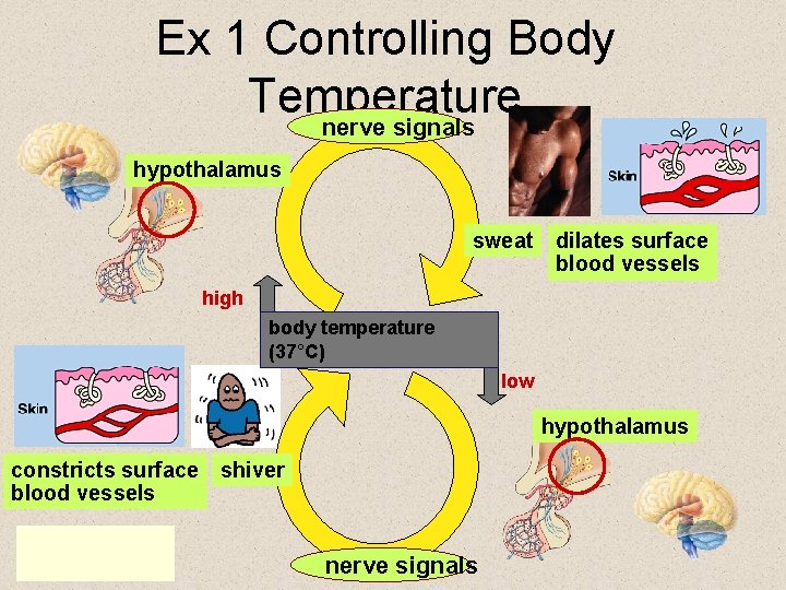 Ex 1 Controlling Body Temperature nerve signals hypothalamus sweat dilates surface blood vessels high