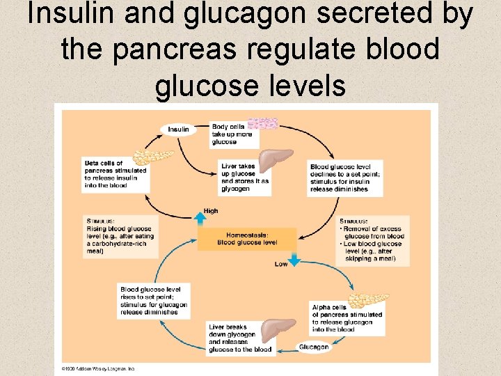 Insulin and glucagon secreted by the pancreas regulate blood glucose levels 