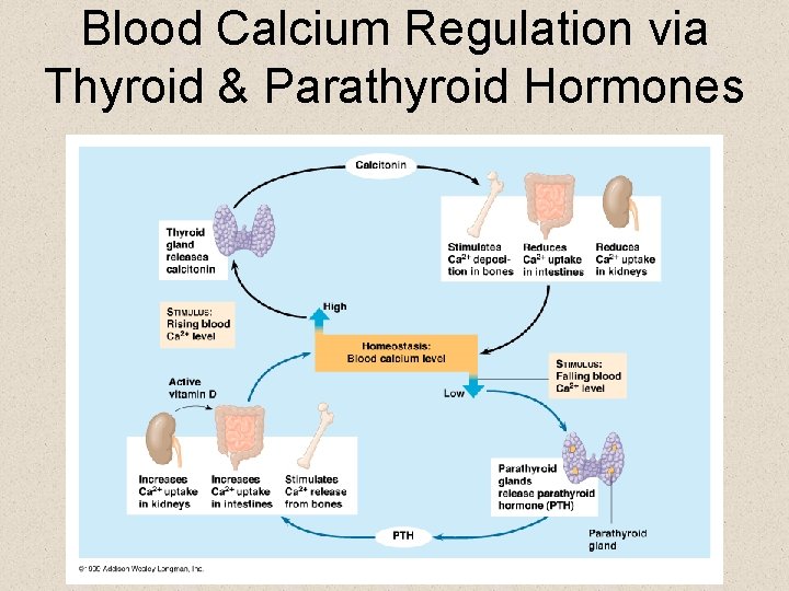 Blood Calcium Regulation via Thyroid & Parathyroid Hormones 