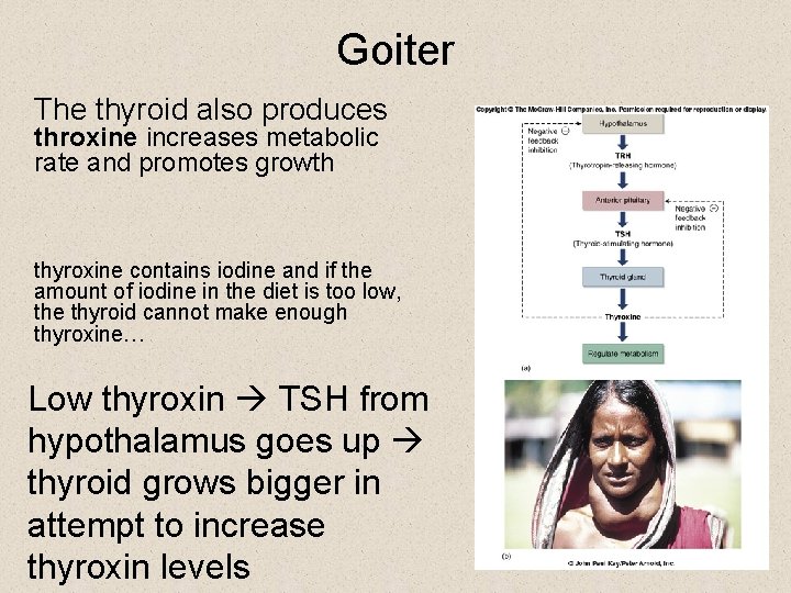 Goiter The thyroid also produces throxine increases metabolic rate and promotes growth thyroxine contains