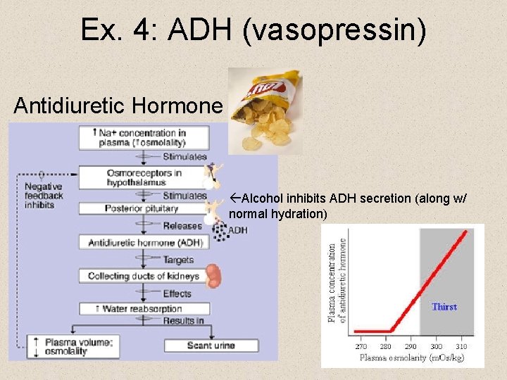Ex. 4: ADH (vasopressin) Antidiuretic Hormone Alcohol inhibits ADH secretion (along w/ normal hydration)