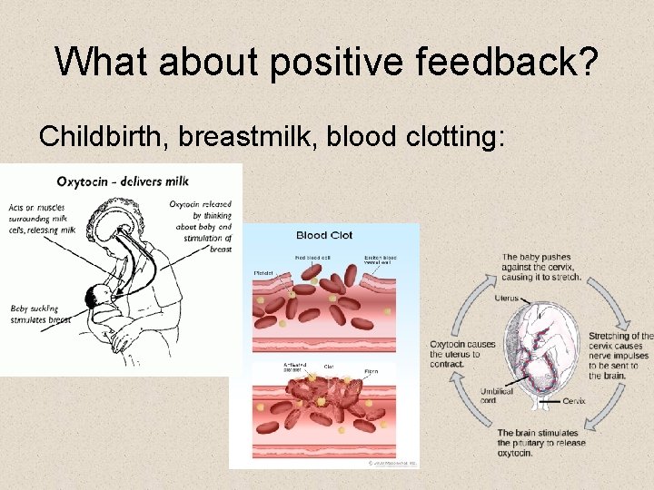 What about positive feedback? Childbirth, breastmilk, blood clotting: 