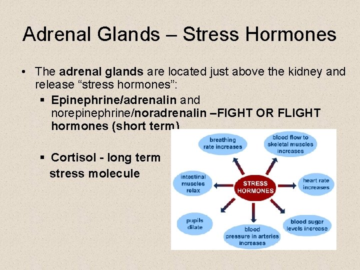 Adrenal Glands – Stress Hormones • The adrenal glands are located just above the