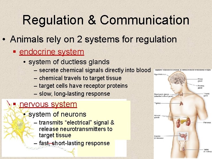 Regulation & Communication • Animals rely on 2 systems for regulation § endocrine system