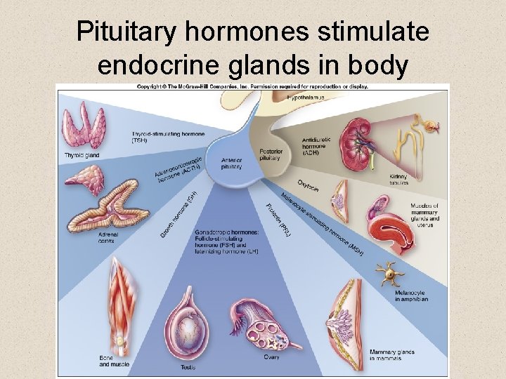 Pituitary hormones stimulate endocrine glands in body 