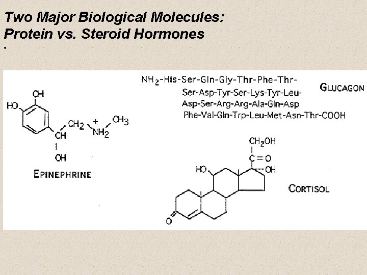 Two Major Biological Molecules: Protein vs. Steroid Hormones • 