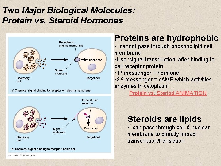 Two Major Biological Molecules: Protein vs. Steroid Hormones • Proteins are hydrophobic • cannot