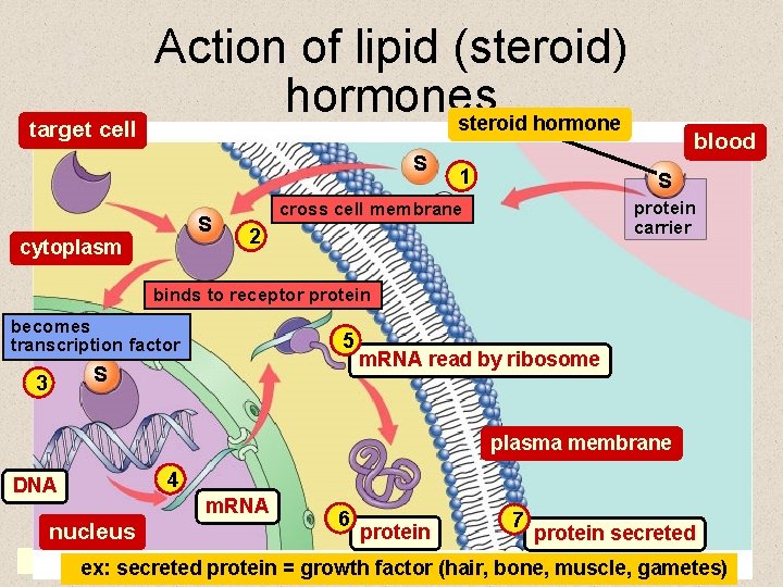 target cell Action of lipid (steroid) hormones steroid hormone S S cytoplasm 1 blood