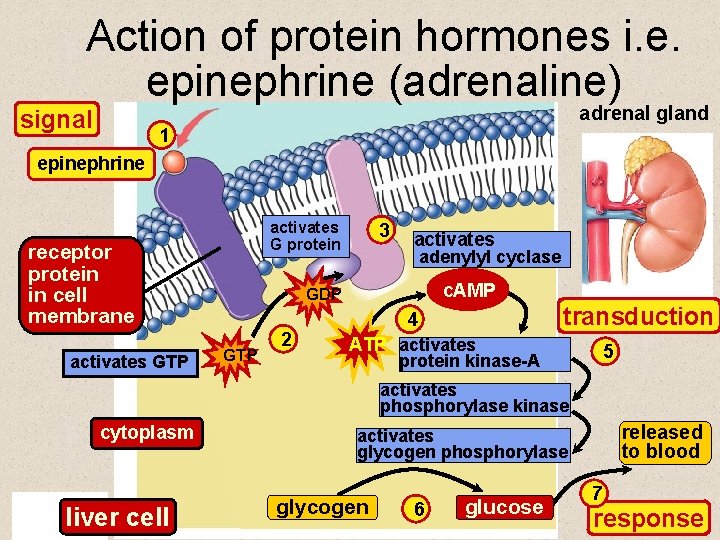 Action of protein hormones i. e. epinephrine (adrenaline) adrenal gland signal 1 epinephrine activates