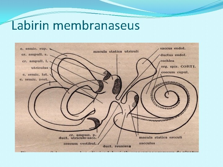 Labirin membranaseus 