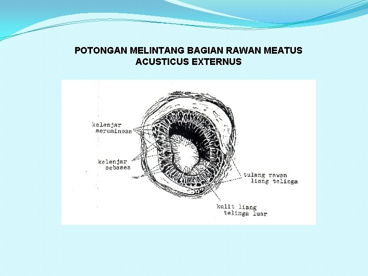 POTONGAN MELINTANG BAGIAN RAWAN MEATUS ACUSTICUS EXTERNUS 